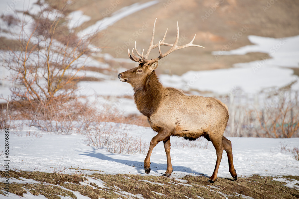 Deer in the snow against the sky and mountains. A herd of wild deer.