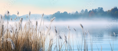 Beautiful serene nature scene with river reeds fog and water