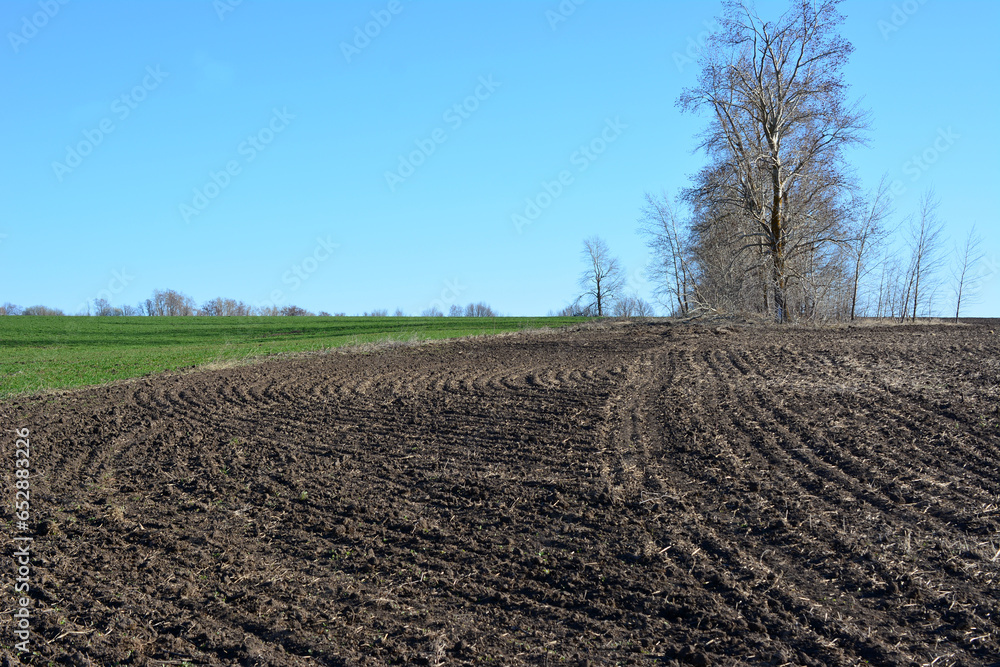 plowed agricultural field with bare tree, green grass and blue sky copy space 