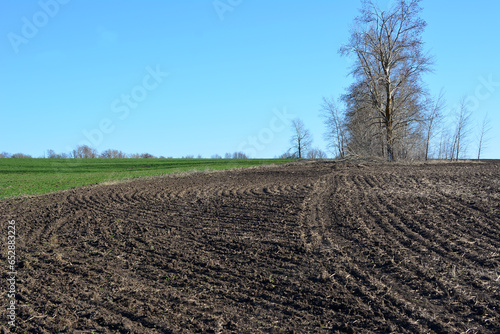 plowed agricultural field with bare tree, green grass and blue sky copy space 