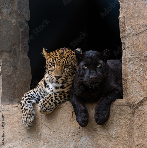 two big cat siblings, a leopard and a black panther hanging out together