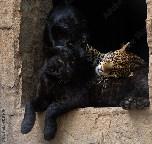 A family of two black panthers and a leopard cuddling with each other in front of a dark den