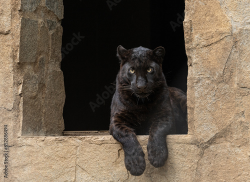 A young black panther siting in front of a dark den looking ferociously straight at the camera