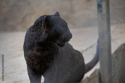 A young black panther looking to the side