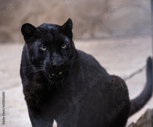 A young black panther looking ferociously straight at the camera