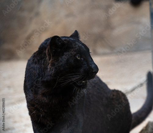 A young black panther looking ferociously straight at the camera