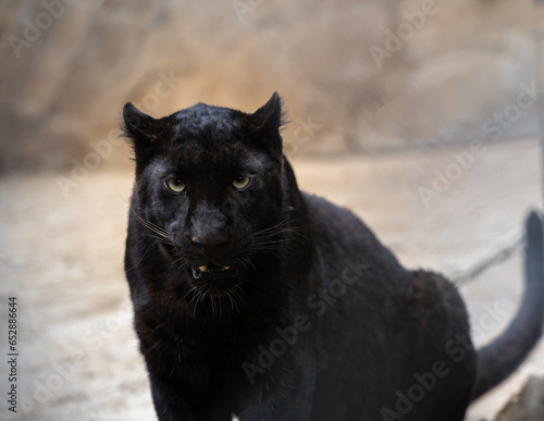 A young black panther looking ferociously straight at the camera