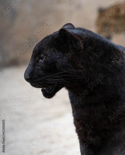 A young black panther looking to the side
