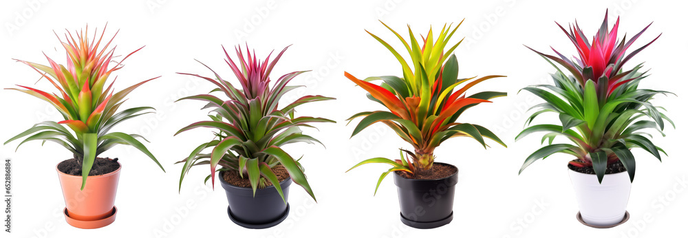 Tropical house bromeliaceae plant in modern pot or vase isolated on transparent background generative ai - obrazy, fototapety, plakaty 