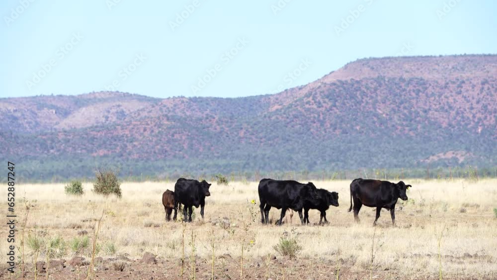 Domestic Cows grazing in national forest in Northern Arizona, America, USA. Domestic Cows grazing in national forest in Northern Arizona, America, USA.