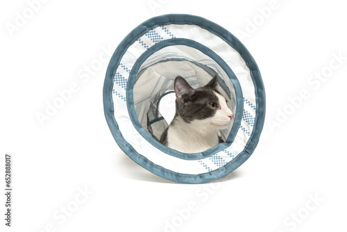 Cute gray and white kitten in a tunnel