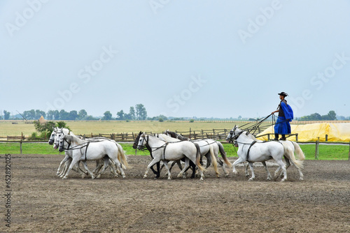 Kalocsa, Hungary - june 26 2023 : horse show