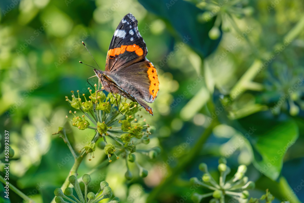 close up photo of beautiful butterfly close up photo of beautiful butterfly