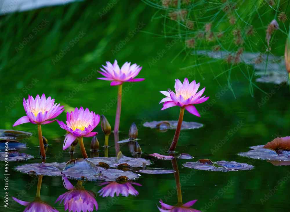Beautiful blossom waterlily or lotus flower in pond