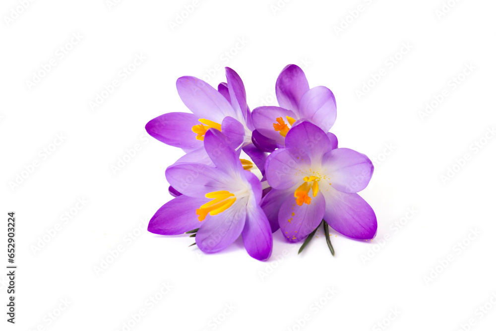 crocus - one of the first spring flowers on white crocus - one of the first spring flowers on white