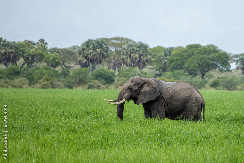 African elephant, loxodonta africana, grazing in Murchison Falls National Park, Uganda
