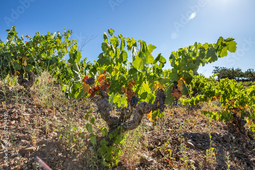 Viñas con racimos de uvas en campos de viñedos para recolectar en la vendimia y producir vino