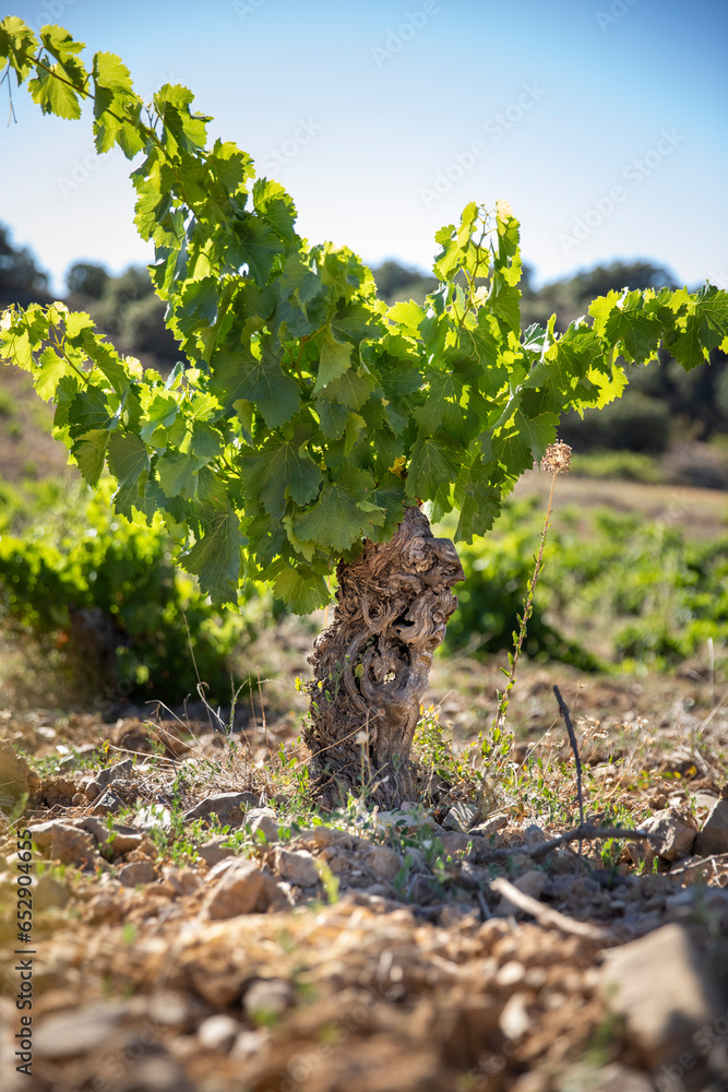 Viñas con racimos de uvas en campos de viñedos para recolectar en la ...