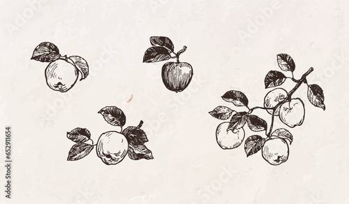 Hand drawn illustration of apples, fruits on branch with leaves, apple harvesting, vintage drawing