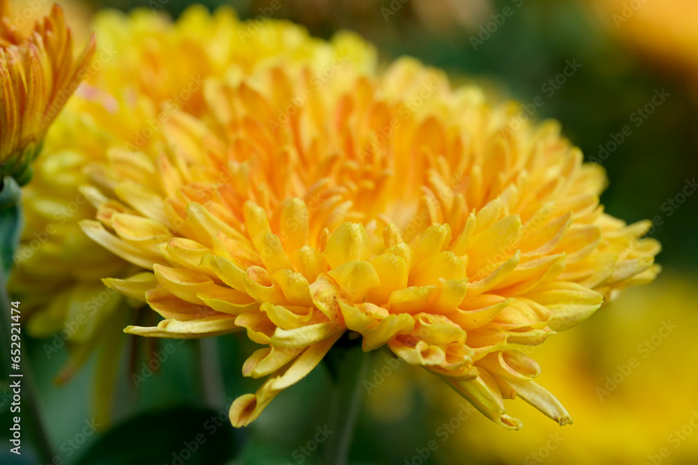 Garden varietal decorative chrysanthemum Garden varietal decorative chrysanthemum