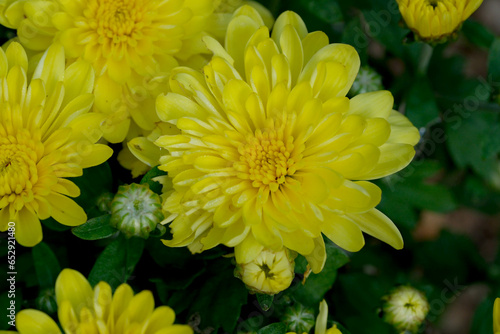 Garden varietal decorative chrysanthemum