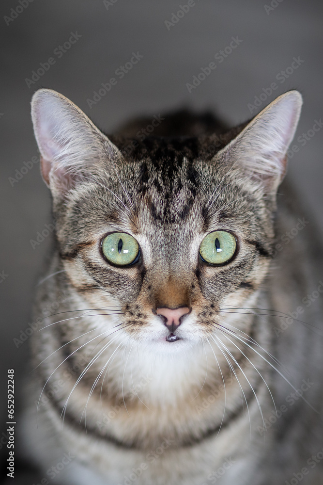 Portrait of a young cat looking at the camera