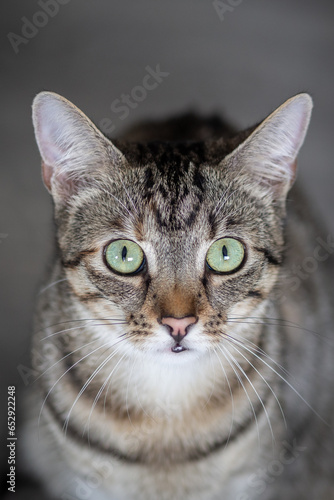 Portrait of a young cat looking at the camera © StefanieMüller