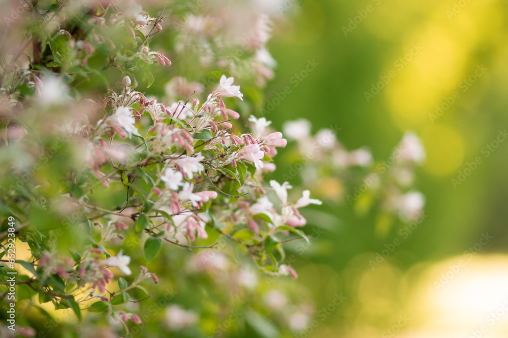 Kolkwitzia flowers highlighted with soft nature bokeh Kolkwitzia flowers highlighted with soft nature bokeh