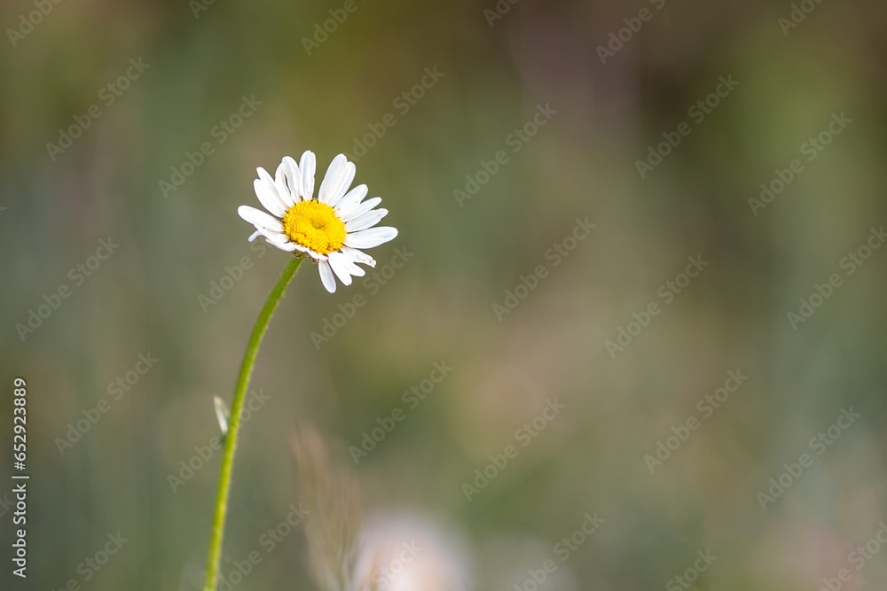 Wildflowers in a meadow - daisies on green grass background Wildflowers in a meadow - daisies on green grass background