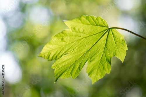 Detail shot of a maple leaf