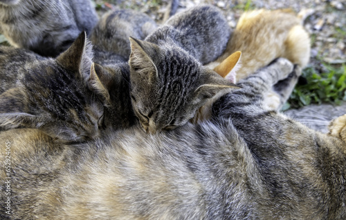 Cat sucking tit photo