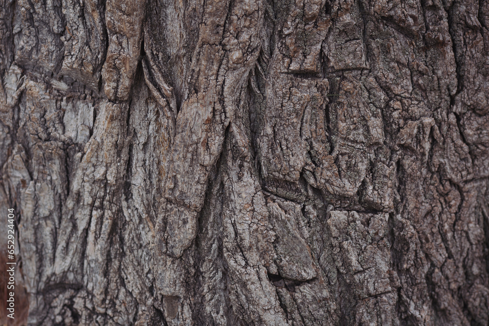 The texture of real wood of the Poplar. For texture and background use. Poplar trunk skin and surface. Skin the bark of a tree that traces cracking. Brown tileable texture of the old tree. The texture of real wood of the Poplar. For texture and background use. Poplar trunk skin and surface. Skin the bark of a tree that traces cracking. Brown tileable texture of the old tree.