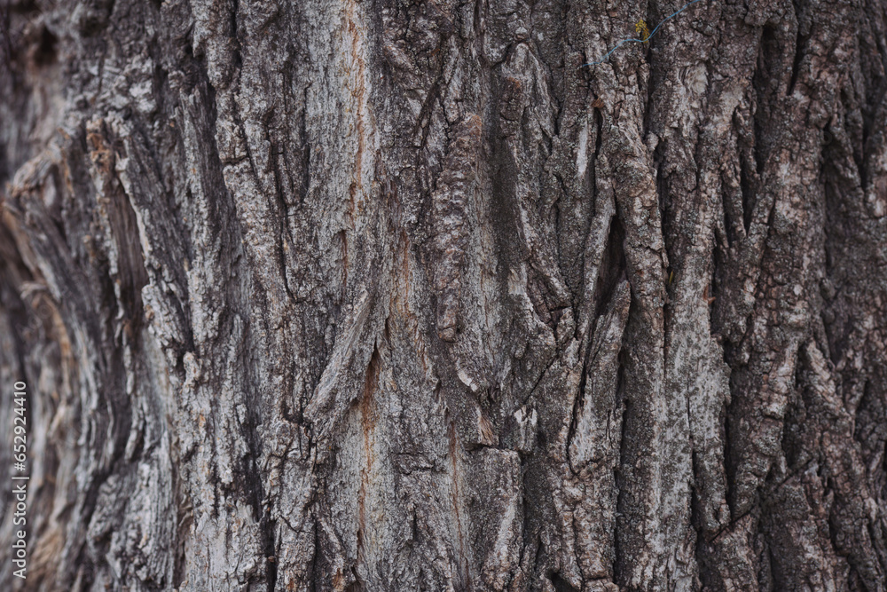 The texture of real wood of the Poplar. For texture and background use. Poplar trunk skin and surface. Skin the bark of a tree that traces cracking. Brown tileable texture of the old tree.