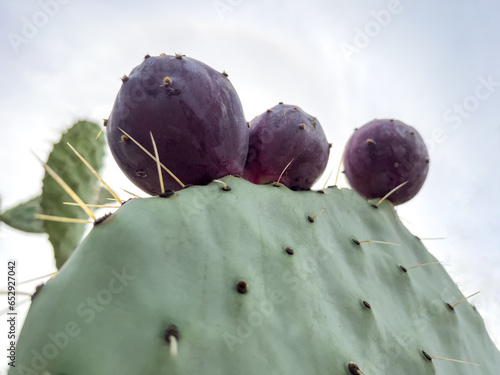 Cactus fruit succulent bud, Opuntia sp. Cactaceae with fruit on cactus, background photo