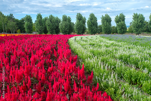 Lavender field in summer at Tomita Farm, Nakafurano, Kamikawa Subprefecture, Hokkaido, Japan photo