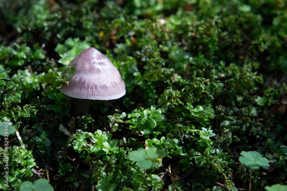 Mushroom thrive in the forest. The scene bathes in the warm sunlight of a serene summer or autumn day. Mushroom thrive in the forest. The scene bathes in the warm sunlight of a serene summer or autumn day.
