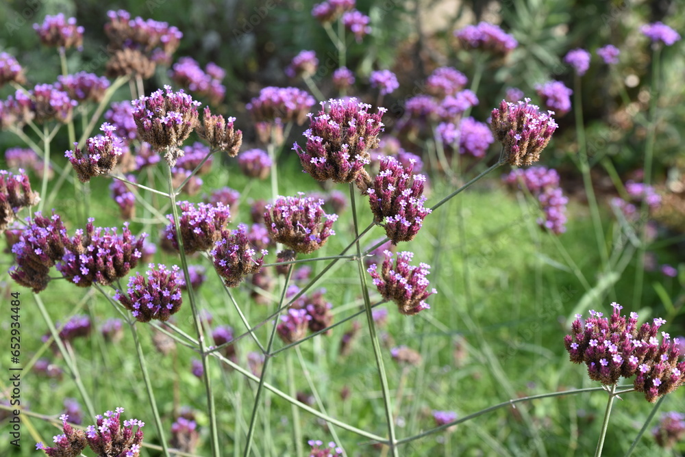 Verbena bonariensis au jardin en été