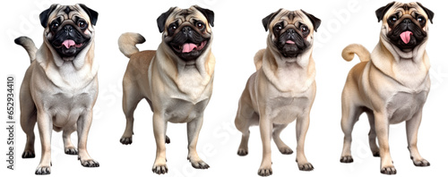 Smiling adult pug dog  pedigree dog breed isolated on transparent background generative ai