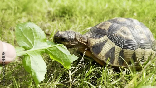 Close-up of a South African Angulate Tortoise eating leaves on a grass lawn in Cape Town photo