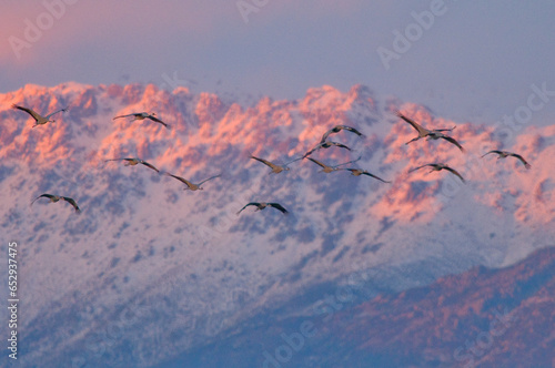 Flock of common cranes in flight against the mountains in the background at sunrise