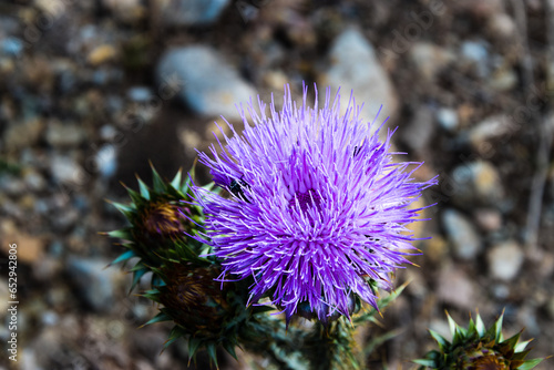 Musk thistle in full bloom during summertime on beautiful sunny day
