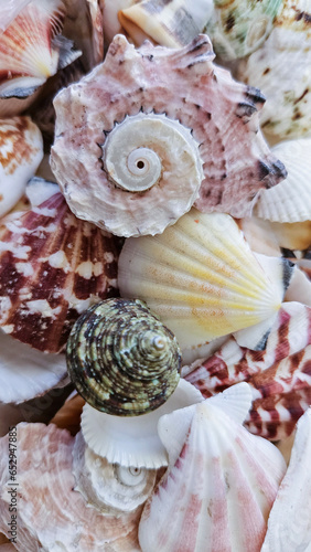 seashells on the beach