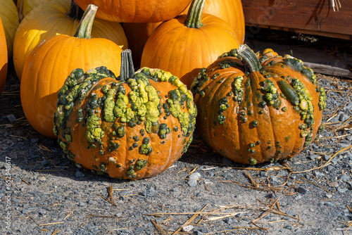 Pumpkins and Gourds on display
