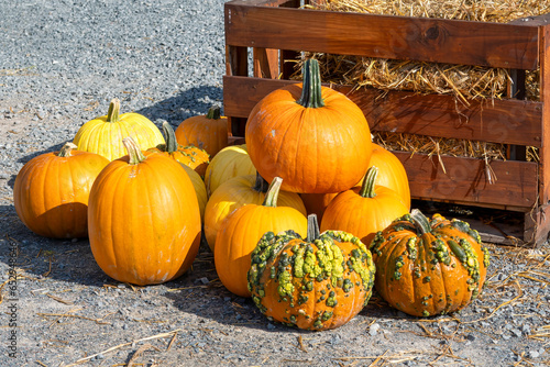  Colorful Pumpkins and Gourds on display in the Fall