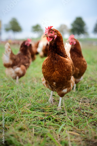 A brown hen in a free-range chicken run photo