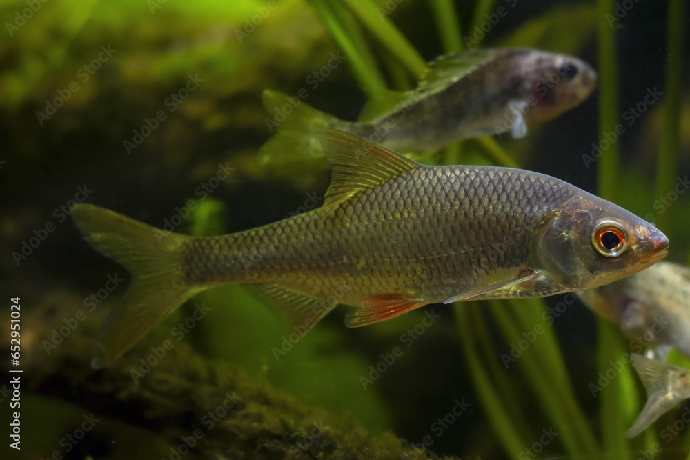 captive common roach and Eurasian ruffe, scientific research of aggressive species coexistence, wild freshwater fish, European river planted biotope aquarium, LED low light mood, blurred background captive common roach and Eurasian ruffe, scientific research of aggressive species coexistence, wild freshwater fish, European river planted biotope aquarium, LED low light mood, blurred background
