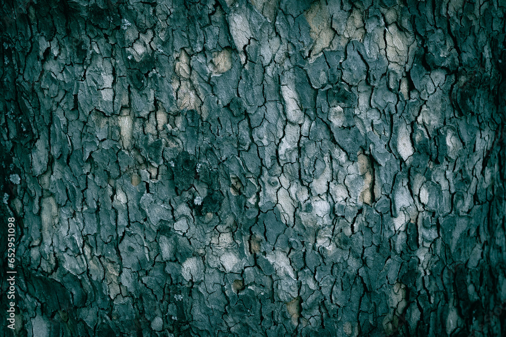 A close up of a Planetree tree bark pattern texture A close up of a Planetree tree bark pattern texture