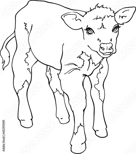 Calf  full length front view. Linear contour drawing. For printing coloring pages  logos. Use in packaging design  printing on objects and other purposes. The little bull looks ahead. Vector