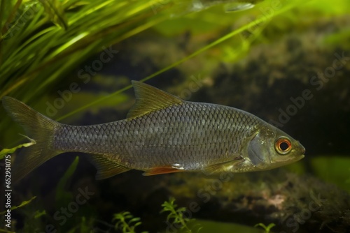 common roach, captive wild freshwater fish side view, biotope European temperate river design aquarium, highly adaptable coldwater aquatic plant species, LED low light, shallow dof, blurred background