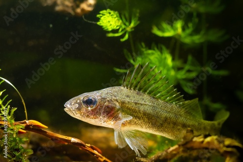 aggressive Eurasian ruffe, captive dominant wild freshwater fish, omnivore coldwater species, hornwort and elodea rich vegetation in European river biotope aquarium, relaxing aquadesign, LED low light photo